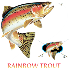 Rainbow Trout Profile Fishing T-Shirt